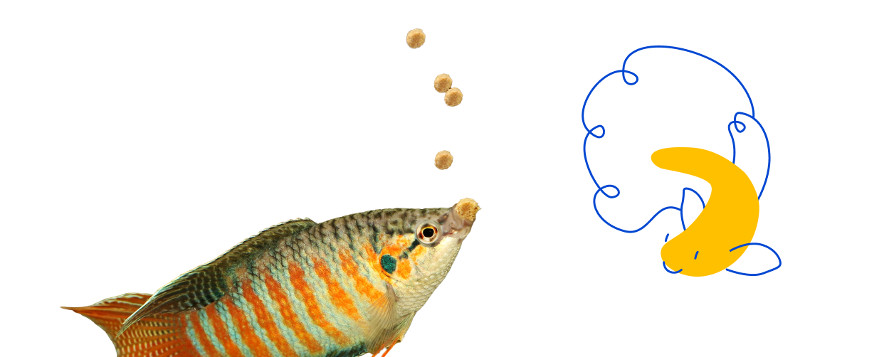 Fish Feeding Tips for Beginners